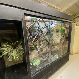 Emerald tree boa exhibit 040124