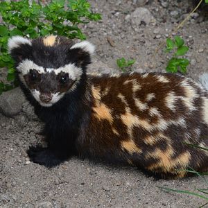 Russian marbled polecat (Vormela peregusna peregusna)
