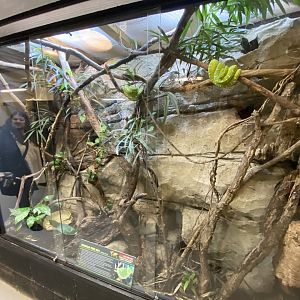 Emerald tree boa exhibit 040124