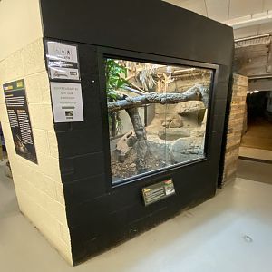 Lace monitor exhibit 040124