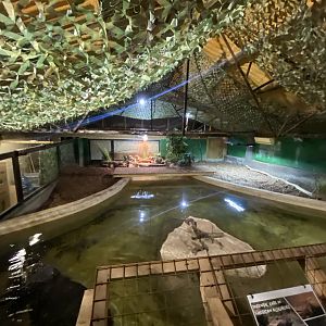 American alligator exhibit 040124