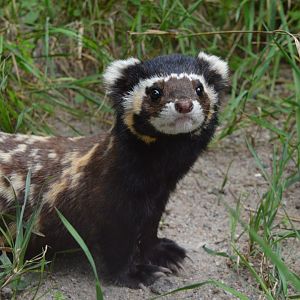 Russian marbled polecat (Vormela peregusna peregusna)
