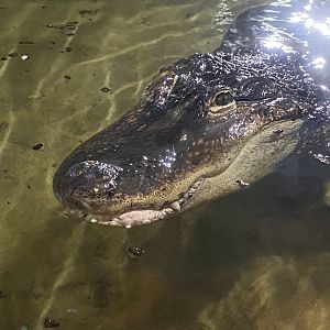 American alligator 040124