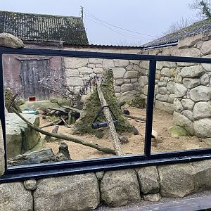 Meerkat exhibit 040124