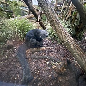 Binturong 040124