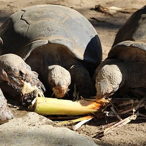 Galapogos Tortoise Feast