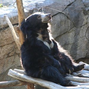 Sloth Bear Lounging in the Sun
