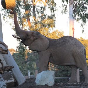 Bull African Elephant