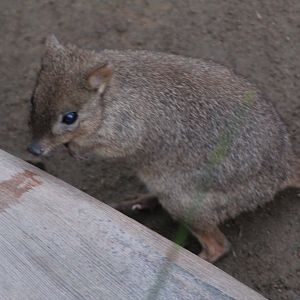 Brush-tailed Bettong