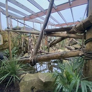 Binturong exhibit 040124