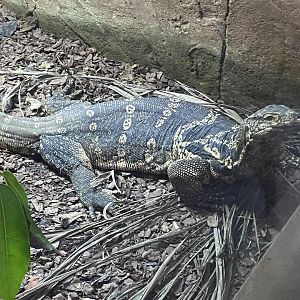 Asian water monitor 040124