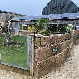 Galapagos tortoise exhibit 040124