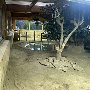 Galapagos tortoise exhibit 040124