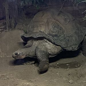 Galapagos tortoise 040124