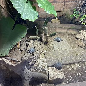 Galapagos tortoise juveniles 040124
