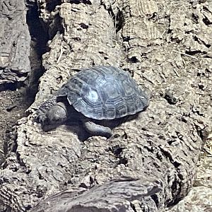 Galapagos tortoise juvenile 040124