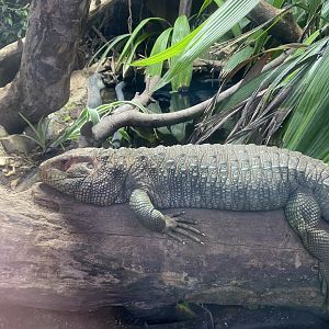 Caiman lizard 040124