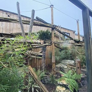 Indochinese clouded leopard exhibit 040124