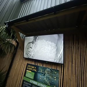 Indochinese clouded leopard CCTV 040124