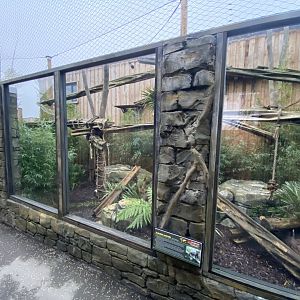 Indochinese clouded leopard exhibit 040124