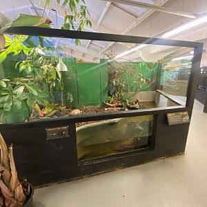 Broad-snouted caiman exhibit 040124