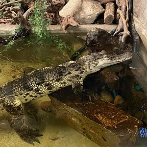 Broad-snouted caiman 040124