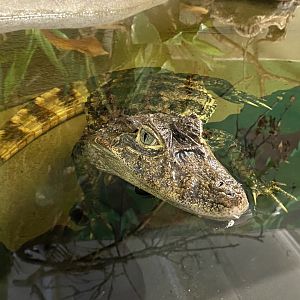 Broad-snouted caiman 040124
