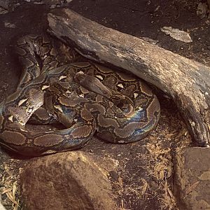 Reticulated python 040124