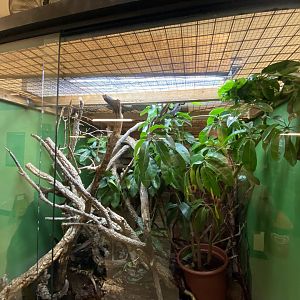 Black tree monitor exhibit 040124