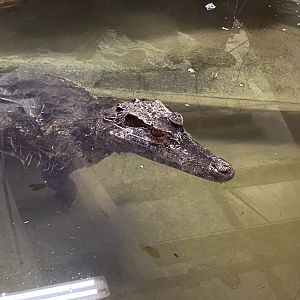 Smooth-fronted caiman 040124