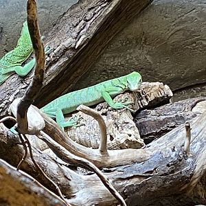 Green tree monitors 040124