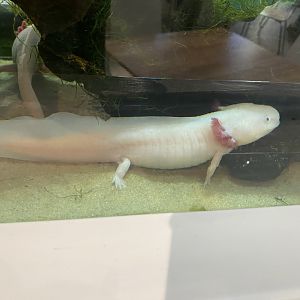 Axolotl 070124