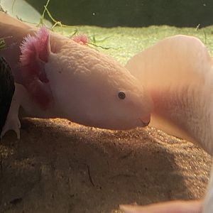 Axolotl 070124