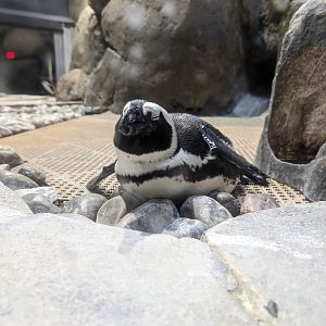 African Penguin at the Greensboro Science Center