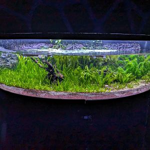 New Four-eyed Fish exhibit