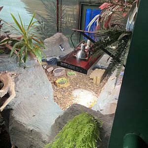 Horsfield’s tortoise exhibit 070124