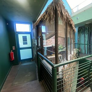 Common green iguana exhibit 070124