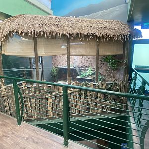 Common green iguana exhibit 070124