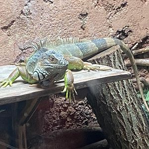 Common green iguana 040124
