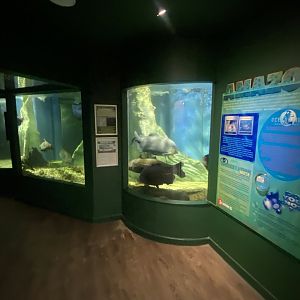 Amazon River Exhibit 070124