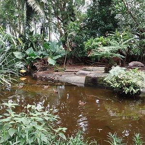 Masoala - Upper pond in the giant tortoise enclosure
