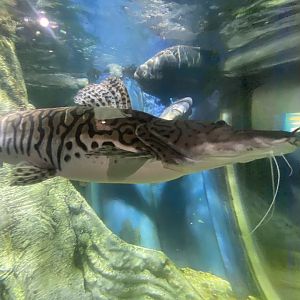 Amazon - Tiger shovelnose catfish 070124