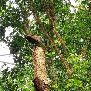 Masoala - Hamerkop (Scopus umbretta)