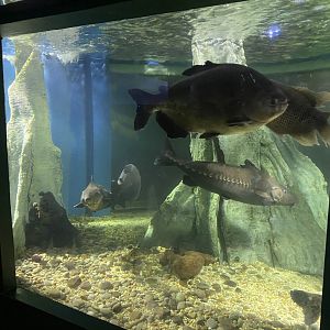 Amazon - Red-bellied pacu/Ripsaw catfish 070124