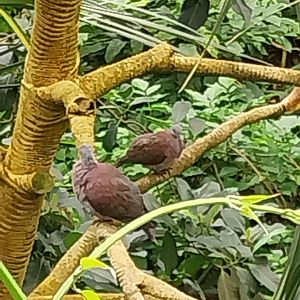 Masoala - Madagascar turtle dove (Nesoenas picturatus)
