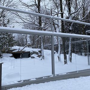 Future dhole exhibit