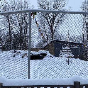 Future dhole exhibit