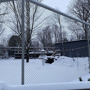 Future dhole exhibit