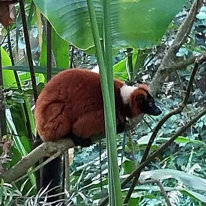 Masoala - Red rufted lemur (Varecia rubra)
