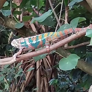 Masoala - Panther chameleon (Furcifer pardalis)